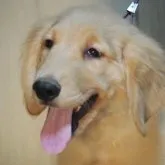 ゴールデンレトリバー【山梨県・男の子・2023年6月18日・ゴールデン (ゴールド)】の写真1「もう大人びた表情と構成をしています。」