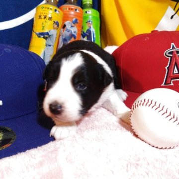 ボーダーコリー【長野県・男の子・2025年11月22日・ブラックアンドホワイト】の写真「凛々しい長男です。均整もとれてますね。」