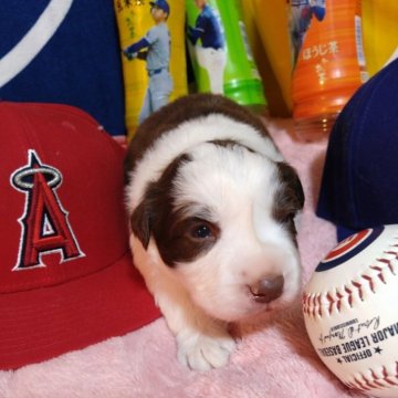 ボーダーコリー【長野県・男の子・2025年11月22日・チョコレートアンドホワイト】の写真「チョコレートカラーの四男です。」