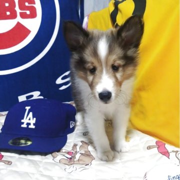 シェットランドシープドッグ【長野県・男の子・2025年6月28日・セーブルアンドホワイト】の写真「末っ子の長男です😊
みんなをまとめるゾ(笑)」