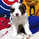 ボーダーコリー