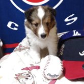 シェットランドシープドッグ