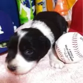 ボーダーコリー