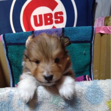 シェットランドシープドッグ【長野県・男の子・2023年12月24日・セーブルアンドホワイト】の写真「イブ産まれの男の子です❗元気でカワイイです❗」