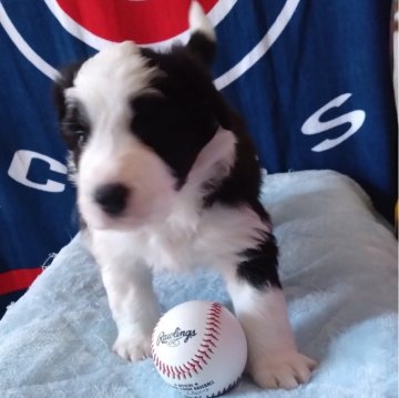 ボーダーコリー【長野県・女の子・2024年5月22日・ブラックアンドホワイト】の写真「母親譲りの人懐っこさと品性のある顔立ちです❗」