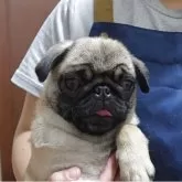 パグ【埼玉県・女の子・2025年8月2日・フォーン】の写真11