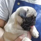 パグ【埼玉県・女の子・2025年8月2日・フォーン】の写真12