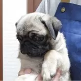 パグ【埼玉県・女の子・2025年8月2日・フォーン】の写真14