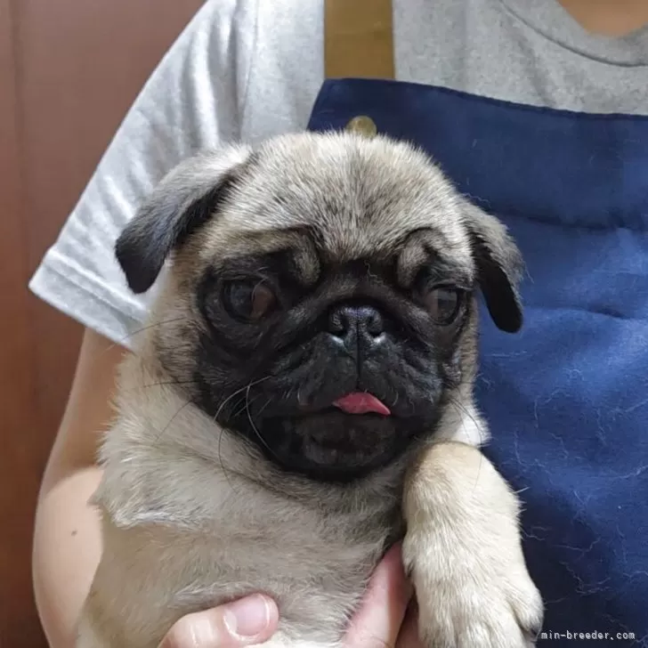 パグ【埼玉県・女の子・2025年8月2日・フォーン】の写真1