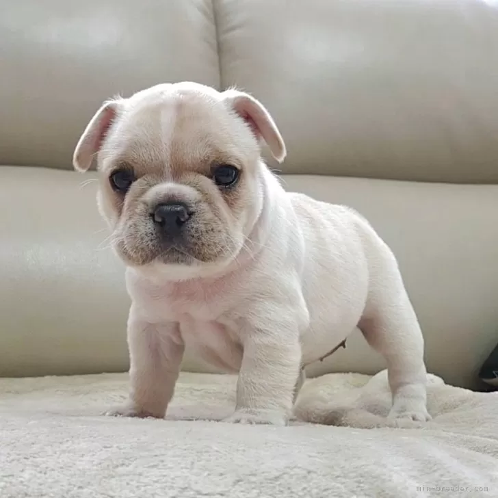 M.N 様のお迎えした子犬