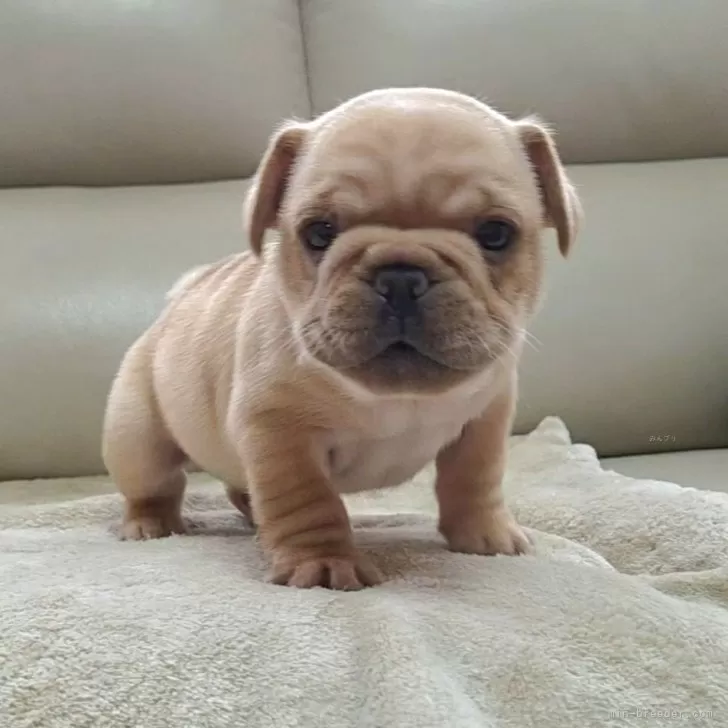 ランマル 様のお迎えした子犬