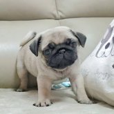 パグ
