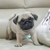パグ