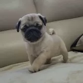 パグ【埼玉県・女の子・2025年1月9日・フォーン】の写真1