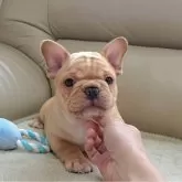 フレンチブルドッグ