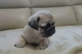 パグ【埼玉県・女の子・2025年1月9日・フォーン】の写真2