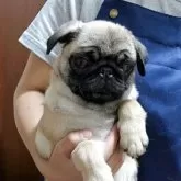 パグ【埼玉県・女の子・2025年8月2日・フォーン】の写真6