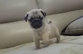 パグ【埼玉県・女の子・2025年1月9日・フォーン】の写真9