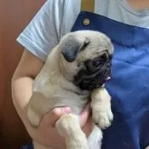 パグ【埼玉県・女の子・2025年8月2日・フォーン】の写真9