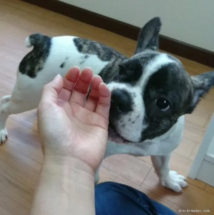 ID：2208-03476の子犬