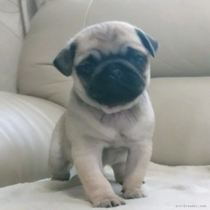 ID：2301-04787の子犬