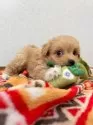 チワプー(トイプードル×チワワ)【大分県・男の子・2025年1月19日・アプリコット&ホワイト】の写真2