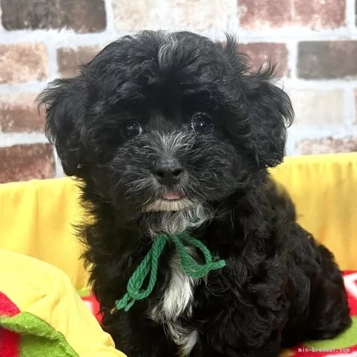 ID：2506-02590の子犬