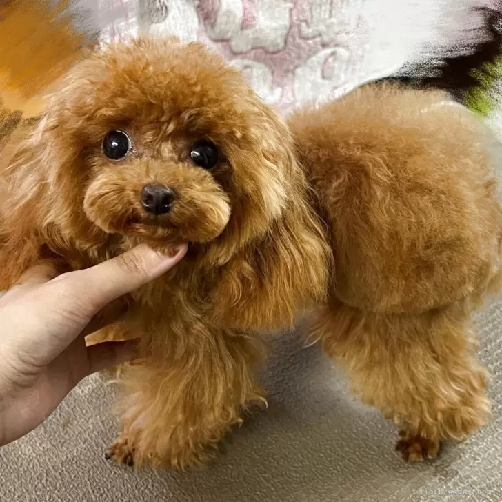 ID:2409-04036の子犬