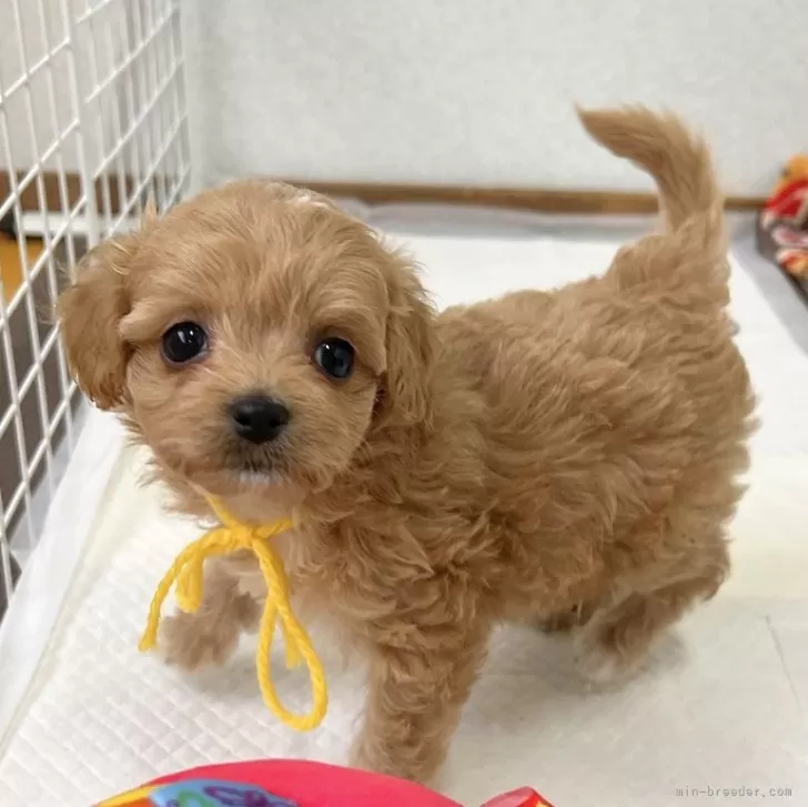 ID:2502-06213の子犬