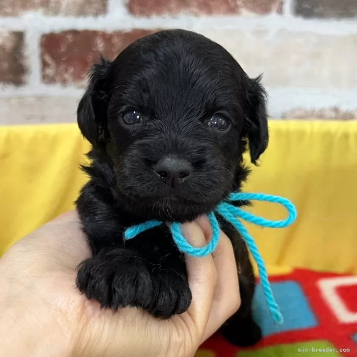 チワプー(チワワ×トイプードル)【大分県・男の子・2025年10月10日・ブラック(胸に一部白い毛有)】の写真1