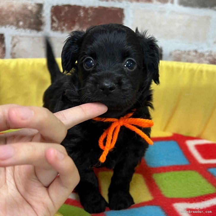 ブリーダー画像