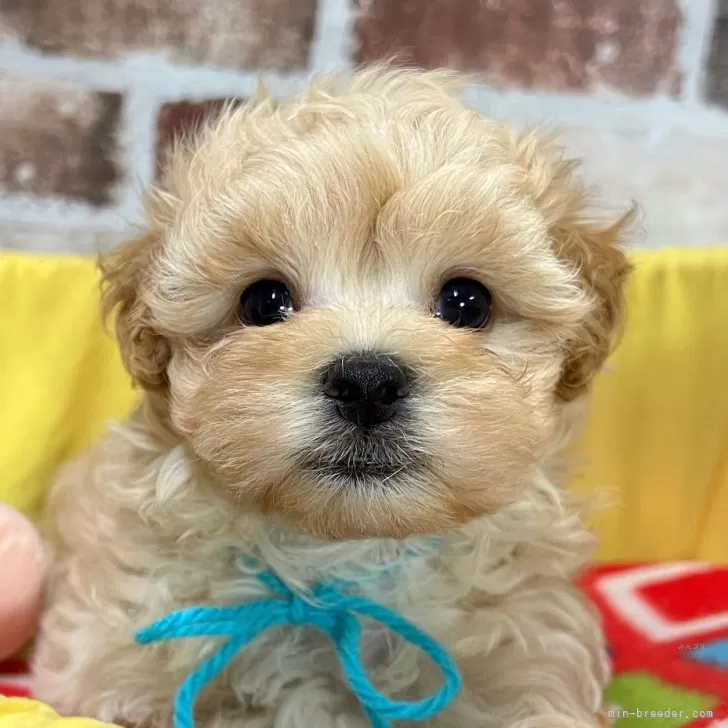 ID:2507-03496の子犬