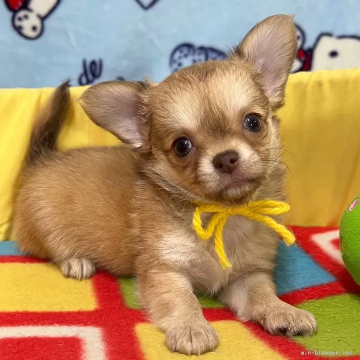 ID：2510-01040の子犬