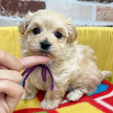 マルプー(マルチーズ×トイプードル)【大分県・男の子・2025年11月16日・クリーム】の写真「短足むちむちまん丸アザラシ🥰【仮名】めるくん💜」