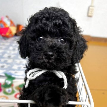 トイプードル(トイ)【大分県・女の子・2025年3月3日・ブラック】の写真「おもちゃ遊びが大好き🥰💕【仮名】くまちゃん🤍」