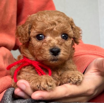 トイプードル(タイニー)【大分県・女の子・2025年10月1日・アプリコット(又は薄めレッド)】の写真「女の子で1番の美人さん🥰【仮名】マウちゃん❤️」