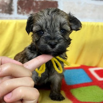 マルプー(マルチーズ×トイプードル)【大分県・女の子・2025年10月8日・ブリンドル】の写真「出産ラッシュでお値下げ‼️仮名】チェックちゃん💛」