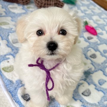 マルプー(マルチーズ×トイプードル)【大分県・男の子・2025年9月23日・クリーム(ホワイト寄り)】の写真「可愛い出べそがあります🥺✨【仮名】ホクくん💜」
