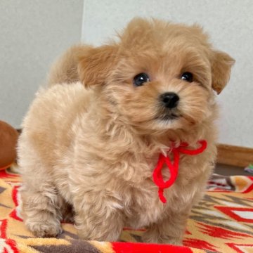 マルプー(マルチーズ×トイプードル)【大分県・女の子・2025年7月26日・アプリコット】の写真「むちむちモフモフ短足さん💕【仮名】ヒヨちゃん❤️」
