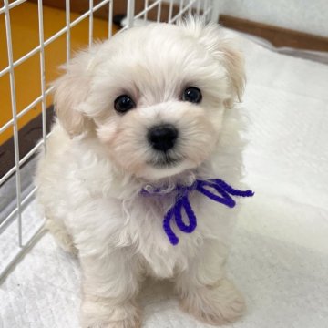 マルプー(マルチーズ×トイプードル)【大分県・男の子・2025年9月23日・クリーム(ホワイト寄り)】の写真「出産ラッシュでお値下げ‼️【仮名】ホクくん💜」