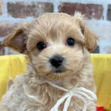 マルプー(マルチーズ×トイプードル)【大分県・男の子・2025年10月10日・クリーム】の写真「とっても甘えんぼの僕🥰【仮名】わらびもちくん🤍」