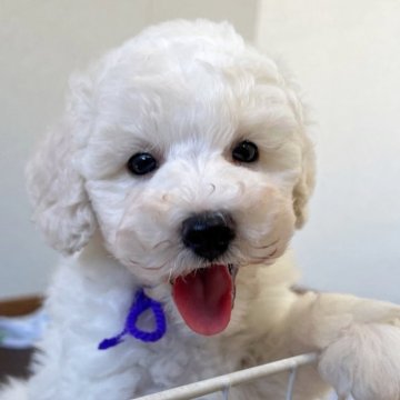 トイプードル(トイ)【大分県・男の子・2025年10月4日・ホワイト】の写真「おっとり〜むちむち爆毛さん🐑【仮名】ぜんくん💜」