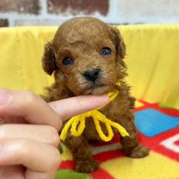 トイプードル(タイニー)【大分県・男の子・2025年11月16日・レッド】の写真「大きくなったおちびくん🐥✨【仮名】こはくくん💛」