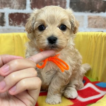 マルプー(マルチーズ×トイプードル)【大分県・女の子・2025年11月10日・クリーム】の写真「美系の超フレンドリーさん💕【仮名】あるちゃん🧡」