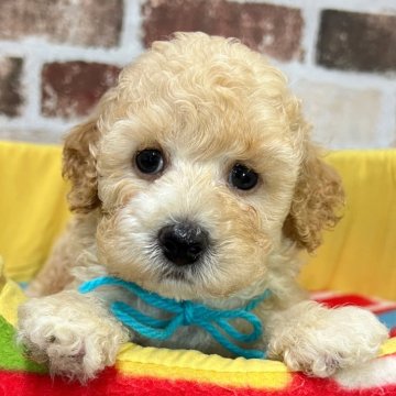 トイプードル(トイ)【大分県・男の子・2025年7月4日・クリーム】の写真「おっとりマイペースさん🥰【仮名】こにくん🩵」