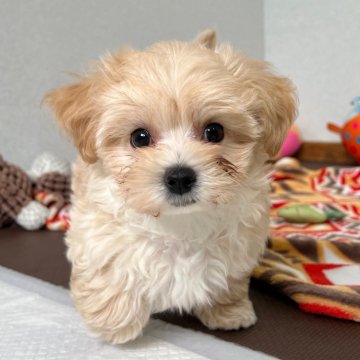 マルプー(マルチーズ×トイプードル)【大分県・男の子・2025年7月26日・クリーム】の写真「むっちむちの短足boy🫶🏻【仮名】ムクくん🩵」