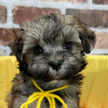 マルプー(マルチーズ×トイプードル)【大分県・女の子・2025年10月8日・オレンジセーブル】の写真「レアカラーマルプー✨【仮名】チェックちゃん💛」