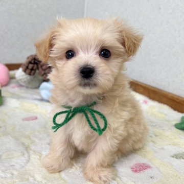マルプー(マルチーズ×トイプードル)【大分県・男の子・2025年9月23日・クリーム】の写真「出産ラッシュのためお値下げ‼️【仮名】バンくん💚」