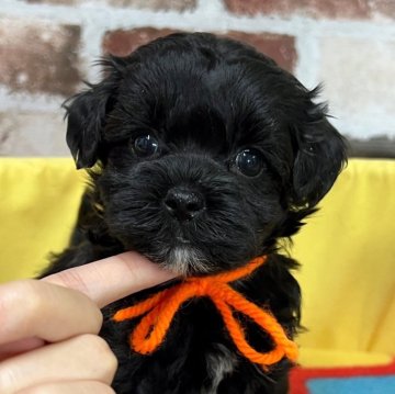 マルプー(マルチーズ×トイプードル)【大分県・女の子・2025年10月8日・ブラック(胸に白有り)】の写真「ちょっぴりアンダーです🥺【仮名】チドリちゃん🧡」