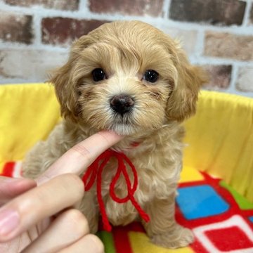 マルプー(マルチーズ×トイプードル)【大分県・女の子・2025年10月10日・アプリコット】の写真「人懐っこい可愛い子🥰【仮名】さくらもちちゃん❤️」